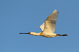 Image. Eurasian Spoonbill