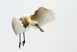 Image. Eurasian Spoonbill