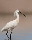 Image. Eurasian Spoonbill