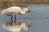 Image. Eurasian Spoonbill