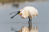 Image. Eurasian Spoonbill
