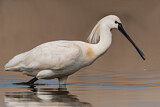 Image. Eurasian Spoonbill