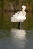 Image. Eurasian Spoonbill