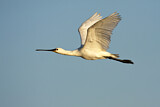 Image. Eurasian Spoonbill