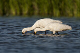 Image. Eurasian Spoonbill