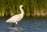Image. Eurasian Spoonbill
