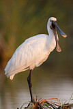 Image. Eurasian Spoonbill
