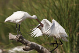 Image. Eurasian Spoonbill