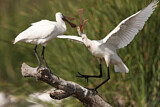 Image. Eurasian Spoonbill