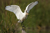 Image. Eurasian Spoonbill