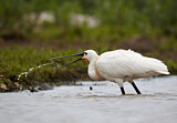 Image. Eurasian Spoonbill
