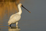 Image. Eurasian Spoonbill