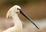 Image. Eurasian Spoonbill
