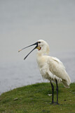 Image. Eurasian Spoonbill