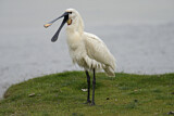 Image. Eurasian Spoonbill