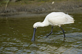 Image. Eurasian Spoonbill