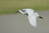 Image. Eurasian Spoonbill