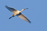Image. Eurasian Spoonbill