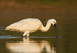 Image. Eurasian Spoonbill