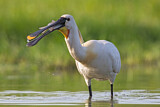 Image. Eurasian Spoonbill