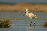 Image. Eurasian Spoonbill