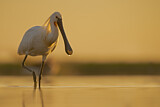 Image. Eurasian Spoonbill