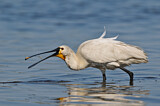 Image. Eurasian Spoonbill