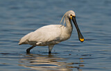 Image. Eurasian Spoonbill