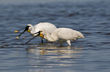 Image. Eurasian Spoonbill