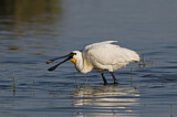 Image. Eurasian Spoonbill