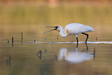 Image. Eurasian Spoonbill