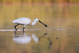 Image. Eurasian Spoonbill