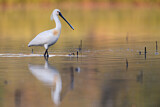 Image. Eurasian Spoonbill