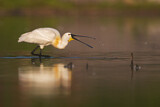 Image. Eurasian Spoonbill