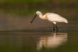 Image. Eurasian Spoonbill