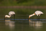 Image. Eurasian Spoonbill