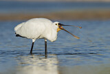Image. Eurasian Spoonbill