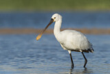 Image. Eurasian Spoonbill