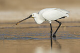 Image. Eurasian Spoonbill