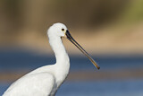 Image. Eurasian Spoonbill