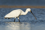Image. Eurasian Spoonbill