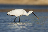 Image. Eurasian Spoonbill