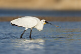 Image. Eurasian Spoonbill