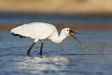 Image. Eurasian Spoonbill