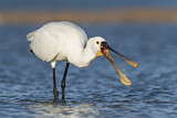 Image. Eurasian Spoonbill