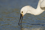 Image. Eurasian Spoonbill