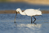 Image. Eurasian Spoonbill