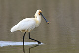 Image. Eurasian Spoonbill