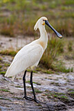 Image. Eurasian Spoonbill