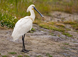 Image. Eurasian Spoonbill